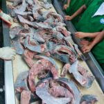 Tuna King mengutamakan proses penangkapan hingga produksi sesuai dengan standar MSC.